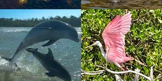Naples Manatee and Dolphin Eco Boat Tour 3 hr