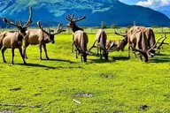 Anchorage Wildlife Tour with Lunch & Beer Tasting thumbnail 1