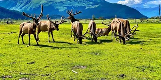 Anchorage Wildlife Tour with Lunch & Beer Tasting