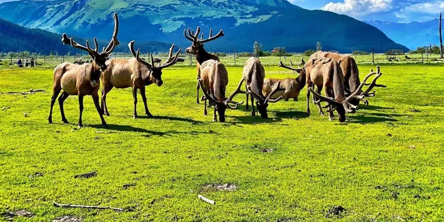 Anchorage Wildlife Tour with Lunch & Beer Tasting - Image 1