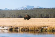 West Yellowstone Small Group Tour & Hike thumbnail 3