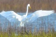 Hilton Head Island Daufuskie Island Beachcombing Tour 3 hr thumbnail 4