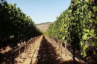 Napa Valley Wine Tour in a Luxury Vehicle 6 hr thumbnail 2