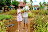Waikiki Pearl Harbor, Dole Plantation, Polynesian Center Tour thumbnail 2