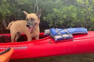 Key West Mangrove Kayak Eco Tour thumbnail 3