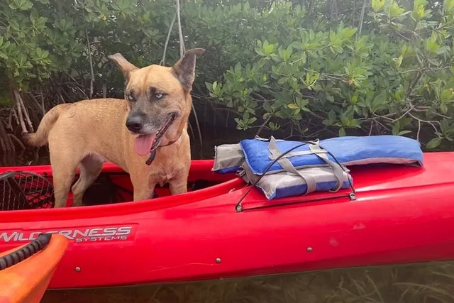 Key West Mangrove Kayak Eco Tour - Image 3