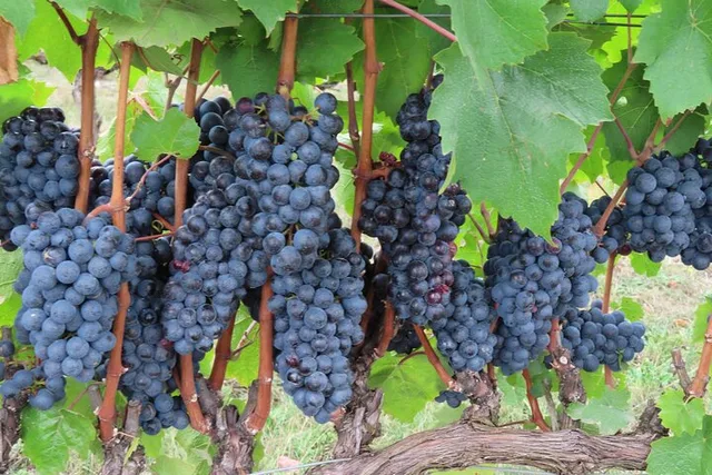 McMinnville Winery Tour with Lunch - Image 6