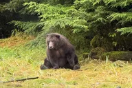 Sitka Whale Watching Wildlife Excursion thumbnail 5