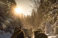 Fairbanks Dog Sledding on the Yukon Quest Trail thumbnail 5