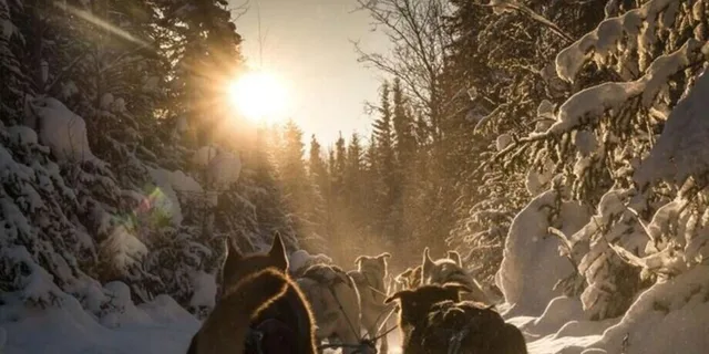 Fairbanks Dog Sledding on the Yukon Quest Trail - Image 5