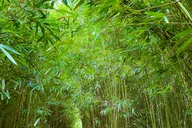 Maui Road to Hana Private Tour thumbnail 3