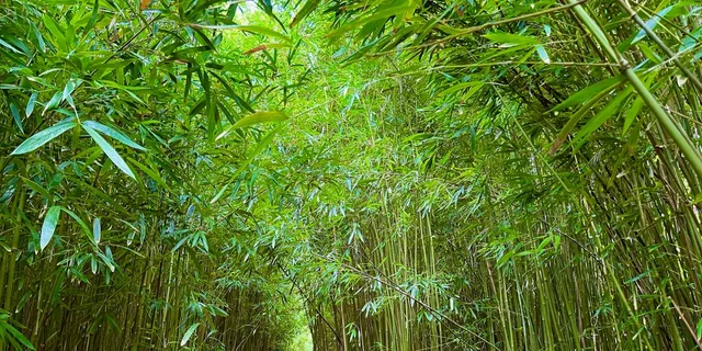 Maui Road to Hana Private Tour - Image 3