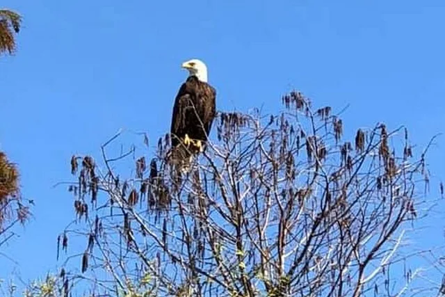 Florida Everglades Wildlife Boat Tour 90 Min - Image 3