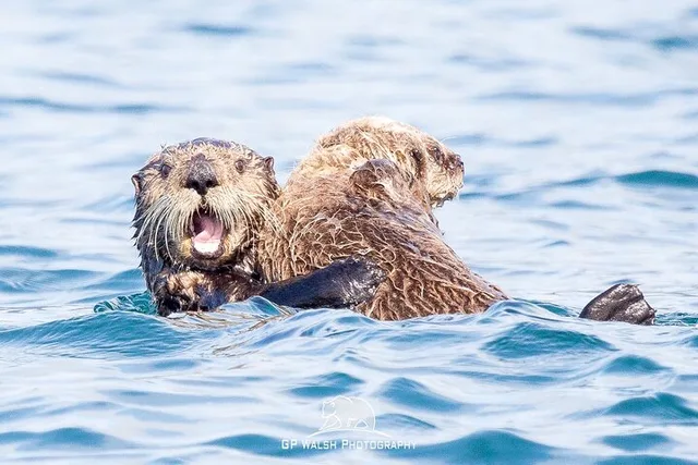 Kachemak Bay Wildlife Tour - Image 5