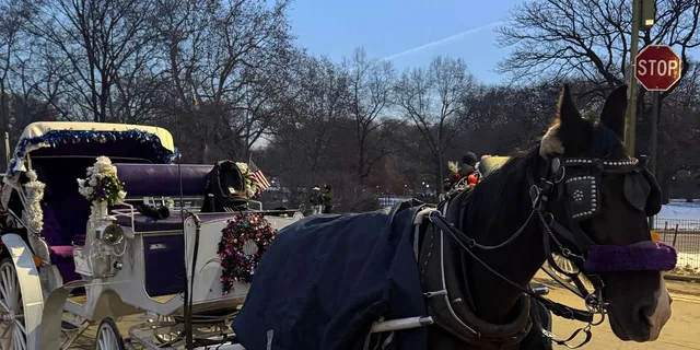 New York City Christmas Lights Horse Carriage Ride - Image 6