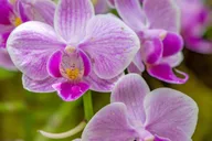 Hilo Gardens and Waterfalls Tour thumbnail 2