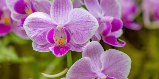 Hilo Gardens and Waterfalls Tour - Image 2