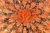 Joshua Tree National Park Adventure thumbnail 4