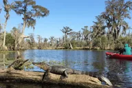 New Orleans Manchac Swamp Kayak Tour thumbnail 4