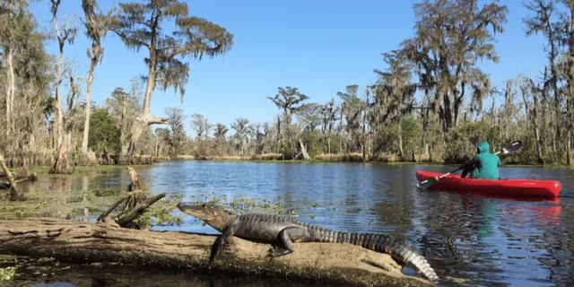 New Orleans Manchac Swamp Kayak Tour - Image 4