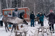 Fairbanks Reindeer Walk with Transportation 4 hr thumbnail 5