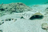 Pompano Beach Reef Snorkeling Tour thumbnail 2