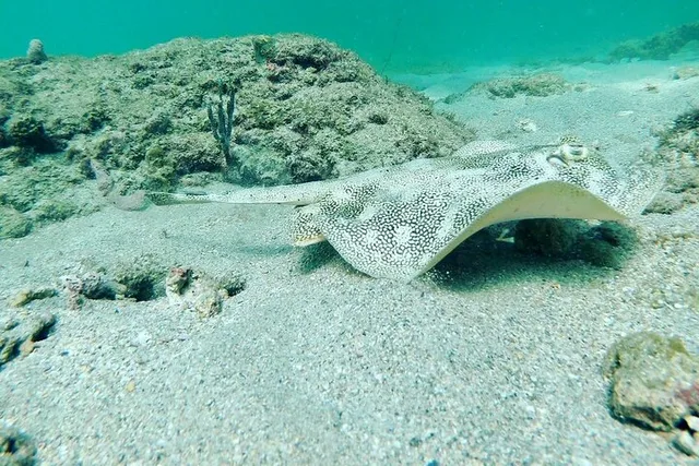 Pompano Beach Reef Snorkeling Tour - Image 2
