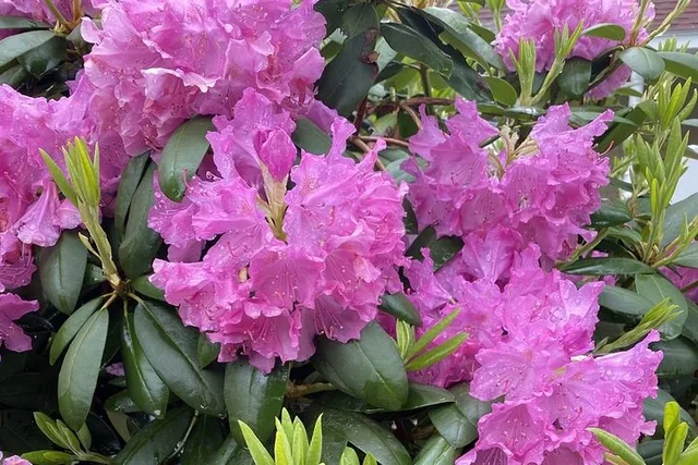 Kennebunkport Garden Stroll - Image 6