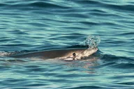 Monterey Bay Shark Watching Tour thumbnail 1