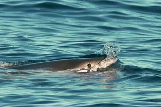 Monterey Bay Shark Watching Tour