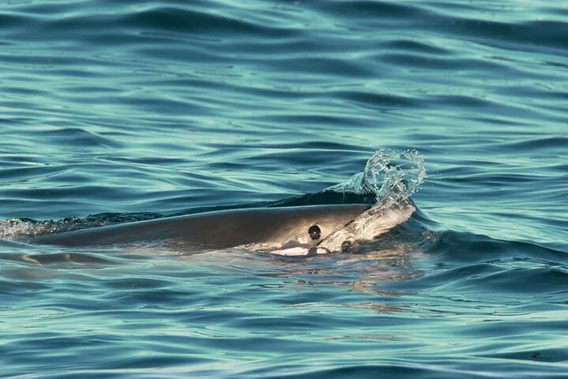 Monterey Bay Shark Watching Tour - Image 1
