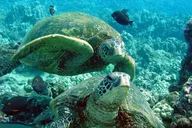 Maui Turtle Town Eco Adventure thumbnail 3