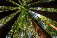 San Francisco Muir Woods and Sausalito Tour thumbnail 4