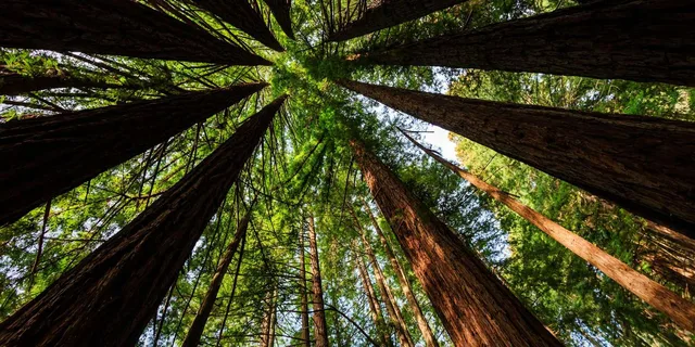 San Francisco Muir Woods and Sausalito Tour - Image 4