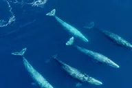 San Diego Whale and Dolphin Watching Speedboat Tour thumbnail 3