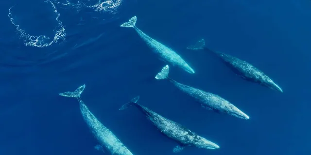 San Diego Whale and Dolphin Watching Speedboat Tour - Image 3