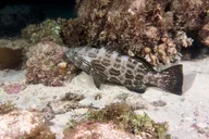 Florida Scuba Diving Experience thumbnail 6