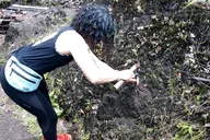 Fern Forest Jungle Tour with Guava Green Tea thumbnail 3