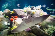 New York Aquarium Admission thumbnail 3