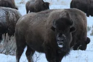 Jackson Hole Wildlife and Sleigh Ride Tour 8 hr thumbnail 6
