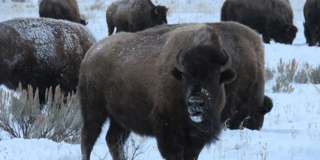 Jackson Hole Wildlife and Sleigh Ride Tour 8 hr - Image 6