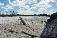 Fort Myers Beach Shelling Tour thumbnail 4