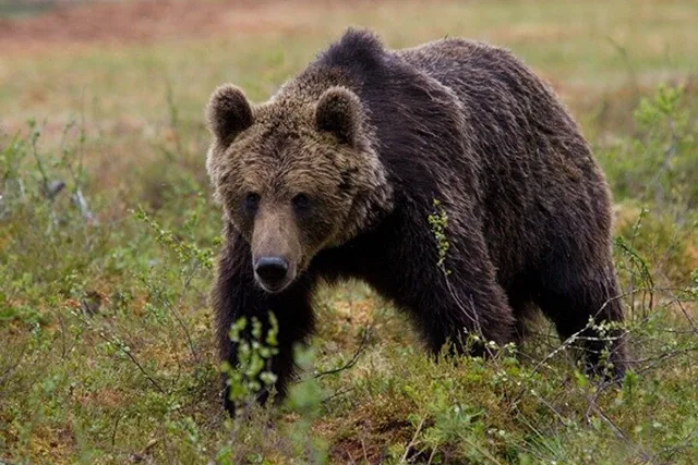 Juneau Private Bear Viewing Tour - Image 2
