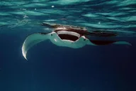 Kailua-Kona Manta Ray Night Snorkel Tour 1 hr thumbnail 1
