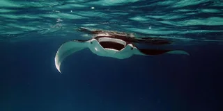 Kailua-Kona Manta Ray Night Snorkel Tour 1 hr
