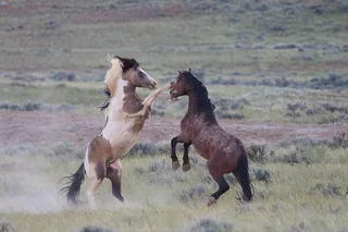 Cody Wild Mustang Tour - Private Half Day
