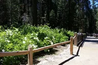 Oakhurst Mariposa Grove and Wawona Tour thumbnail 2