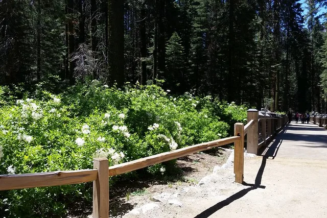 Oakhurst Mariposa Grove and Wawona Tour - Image 2