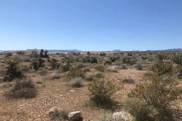Las Vegas Virtual Scorpion and Black Widow Hunt - Image 4