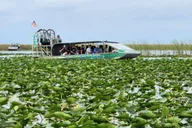 Miami Everglades Airboat Tour with Gator Encounter thumbnail 6